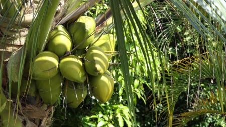 Coconut tree