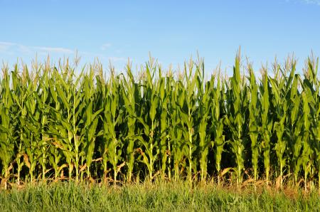 Cornfield