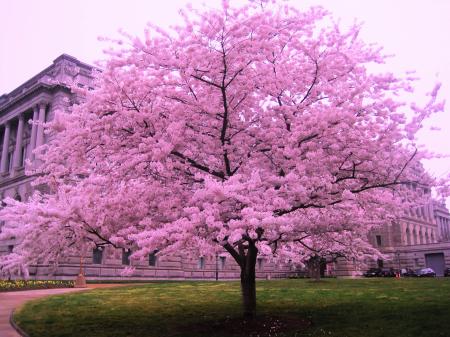 Cherry Blossom Tree