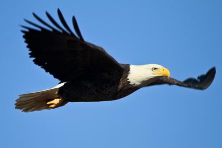 Bald Eagle Flying