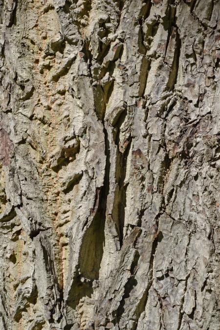 Bark of english walnut