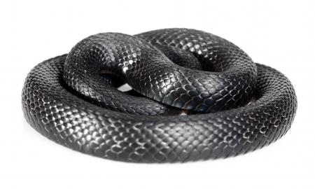 Black Snake