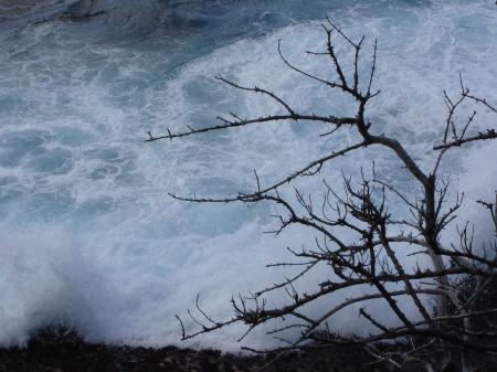 Braking waves behind a tree