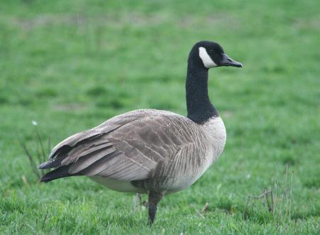 Goose