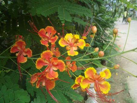 Orange Flowers