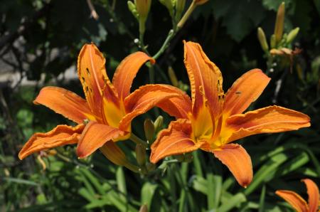 Orange lily