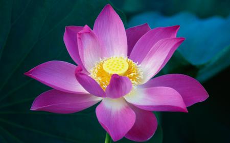 Lotus flowers