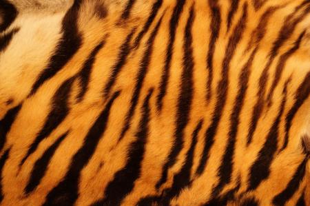 Tiger Fur