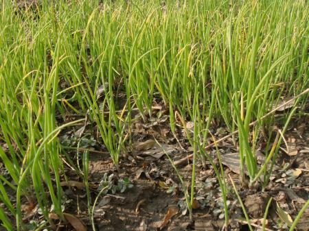 Vegetable plants