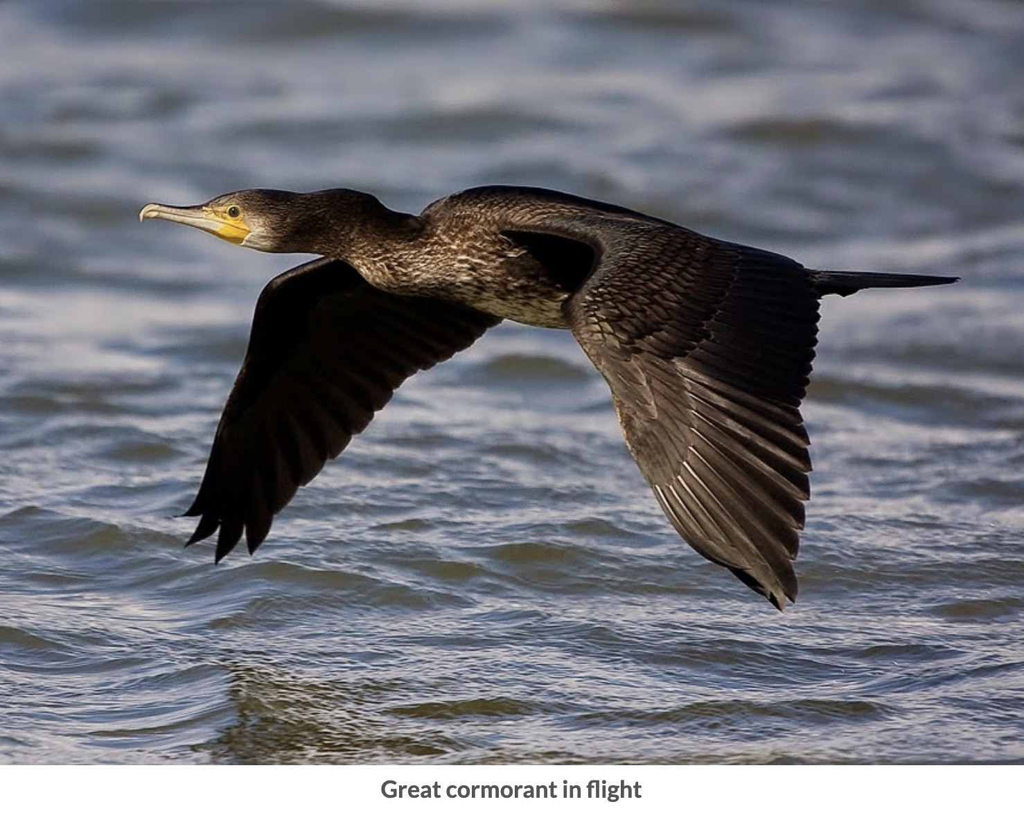 The Persecuted Family of Cormorants (Muckle Scarf)