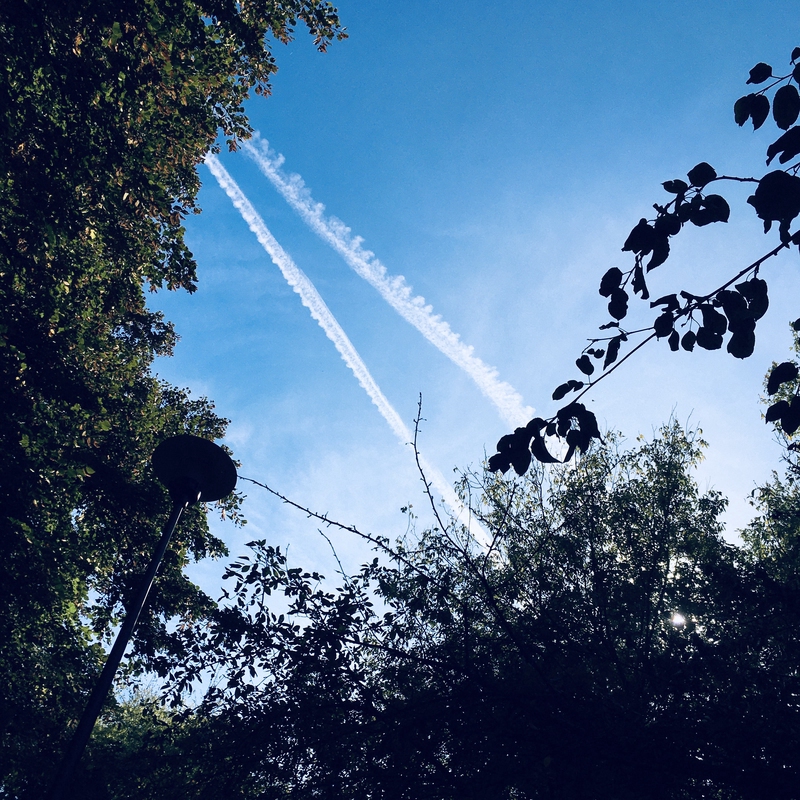 Tree branches and leaves framing the sky, with two intersecting airplane contrails visible