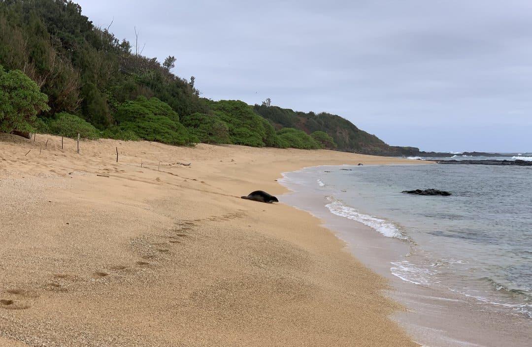 Waipake Beach