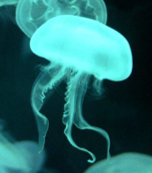 Photo of jellyfish, an organism which Darwin wrongly claimed would not fossilize (he misunderstood the rapidity with which most fossils formed)