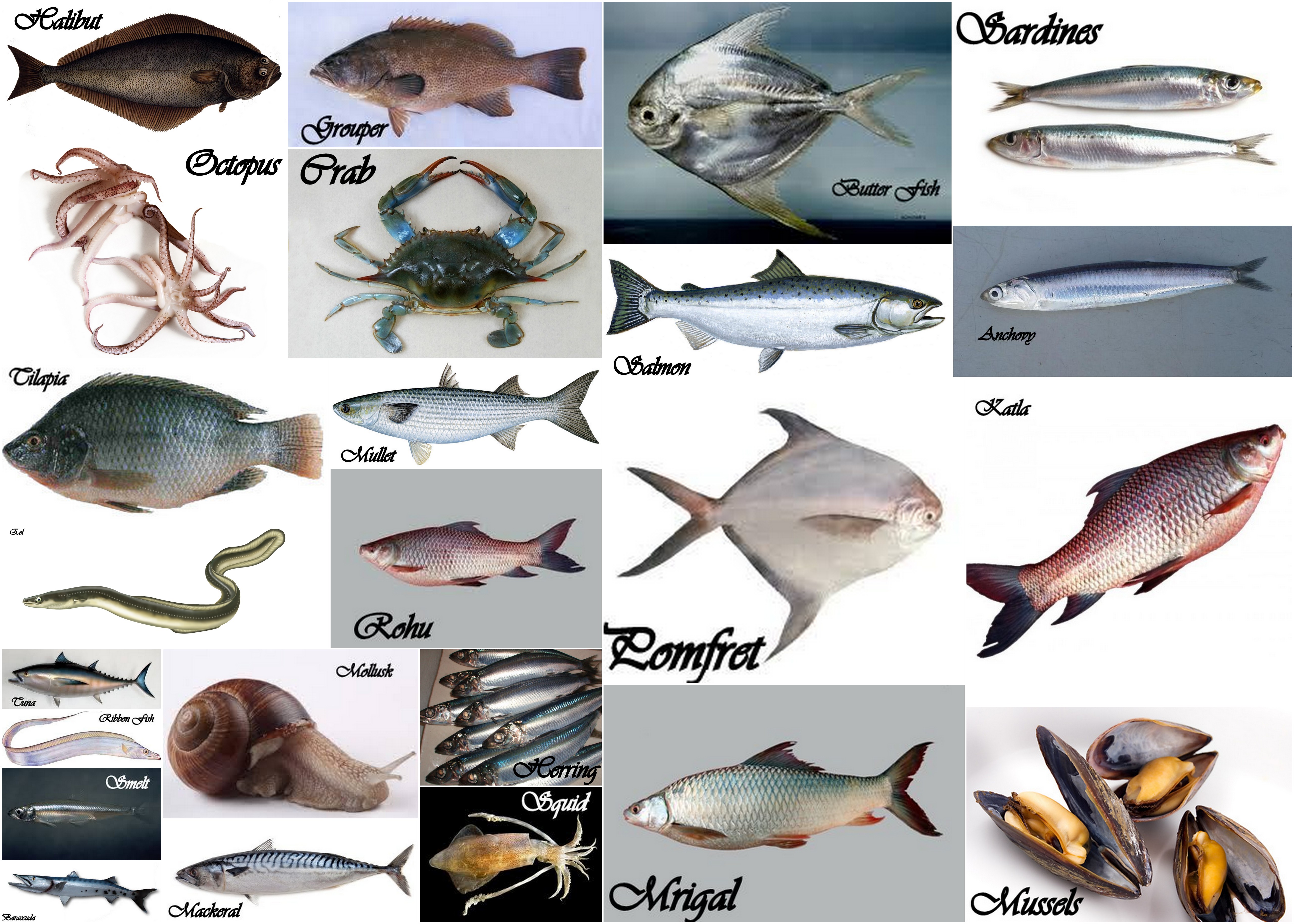 Types Of Fishes To Eat With Pictures And Names - Design Talk