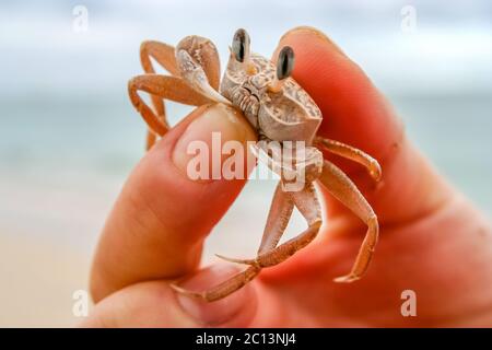 Tiny crab in human hand Stock Photo