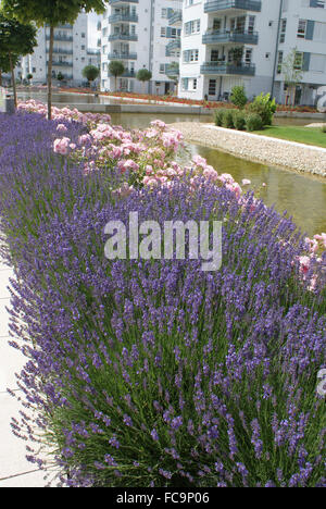 Lavender-hedge Stock Photo