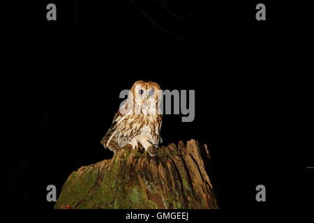 tawny owl Stock Photo