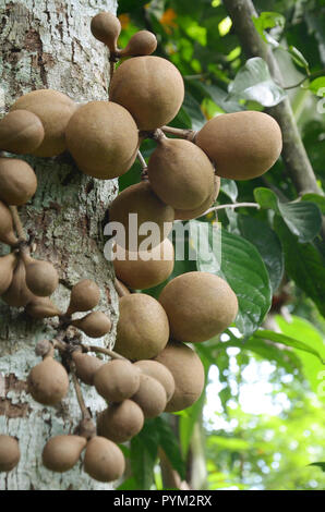 Keppel fruit Stock Photo