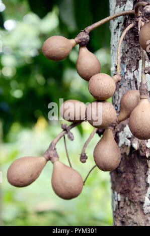 Kepel fruit Stock Photo