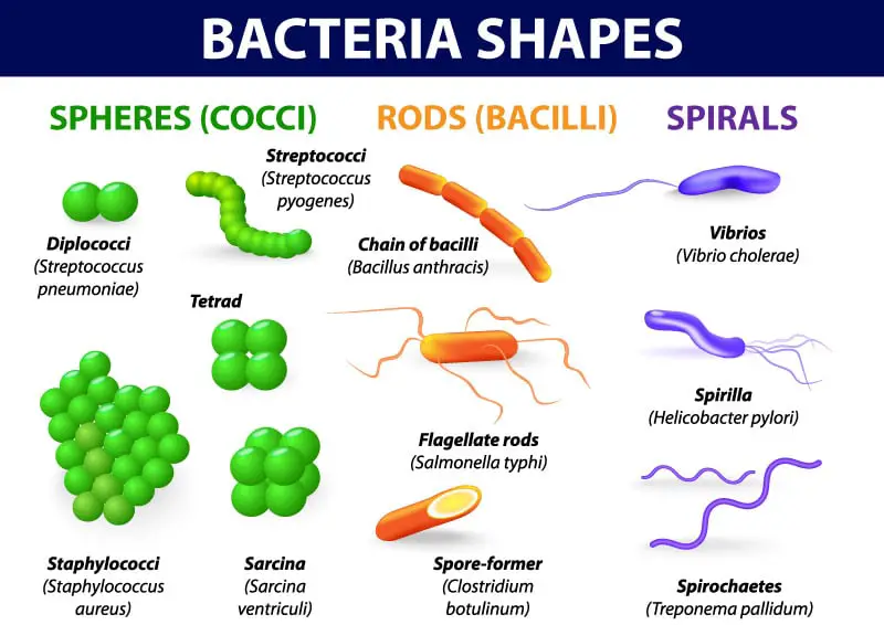 What Are The Basic Bacterial Shapes