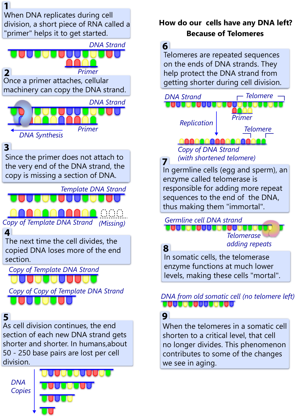 Telomere