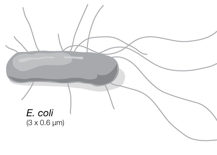 Archaebacteria Drawing