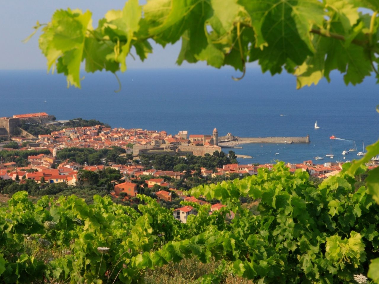 Vignes Bourgogne Beaune