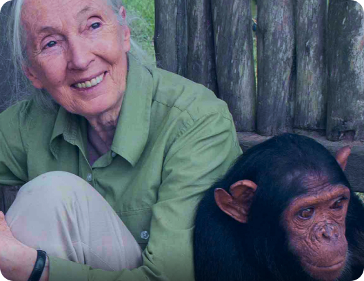 Jane Goodall sits in the forest with an ape next to her.