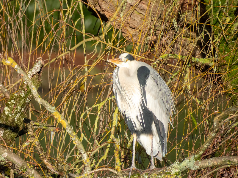 Two interacting herons, West Park: second bird