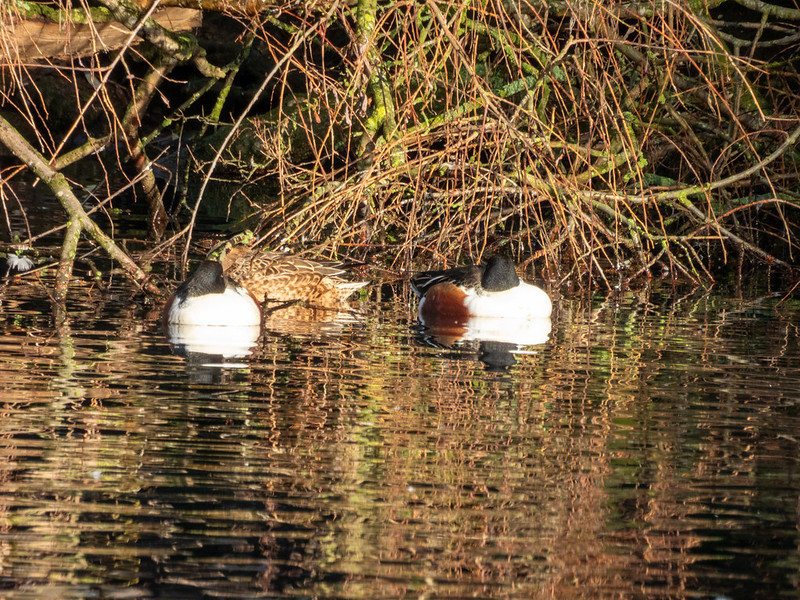 Shovellers by the island, West Park