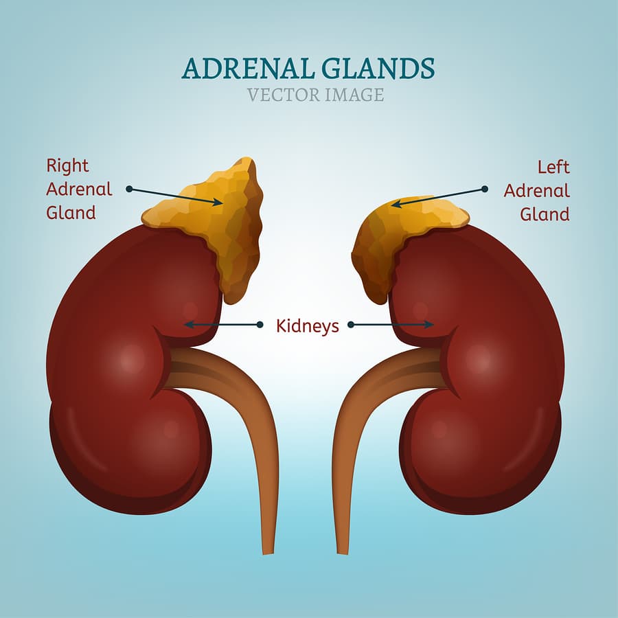 Adrenal gland function - trackingklo