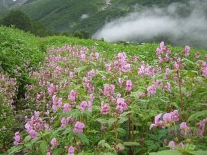 Language Of Flowers meaning