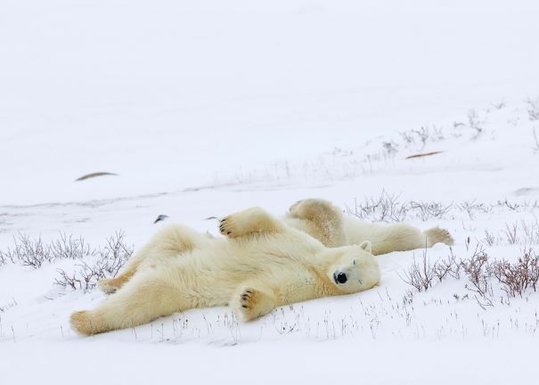 2 polar bears sleeping in the snow