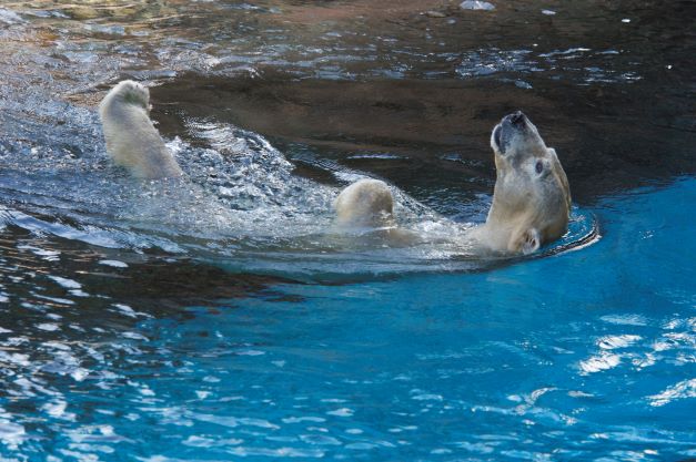 polar bear swimming on back in water