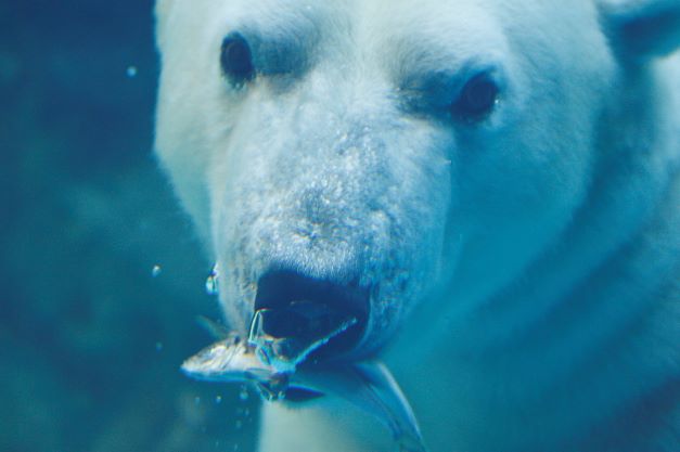 polar bear catching a fish underwater