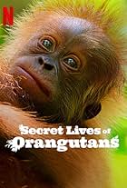 Secret Lives of Orangutans