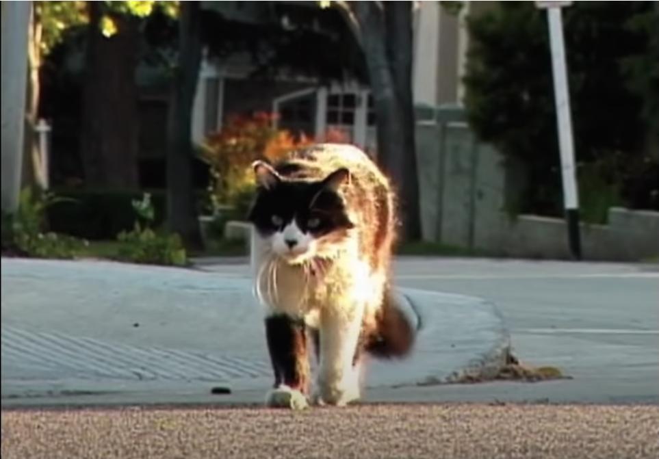 Troy Garity in A Cat's Tale (2008)