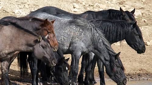 Nature: American Horses