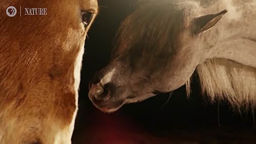 Nature: Equus Story of The Horse: Part 2 Chasing The Wind