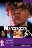 Mandragora