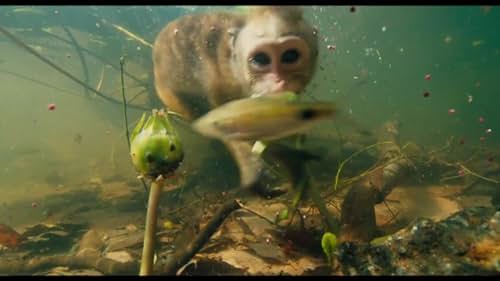 A nature documentary that follows a newborn monkey and its mother as they struggle to survive within the competitive social hierarchy of the Temple Troop, a dynamic group of monkeys who live in ancient ruins found deep in the storied jungles of South Asia.
