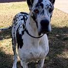 Armani GreatDane