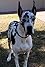 Armani GreatDane's primary photo