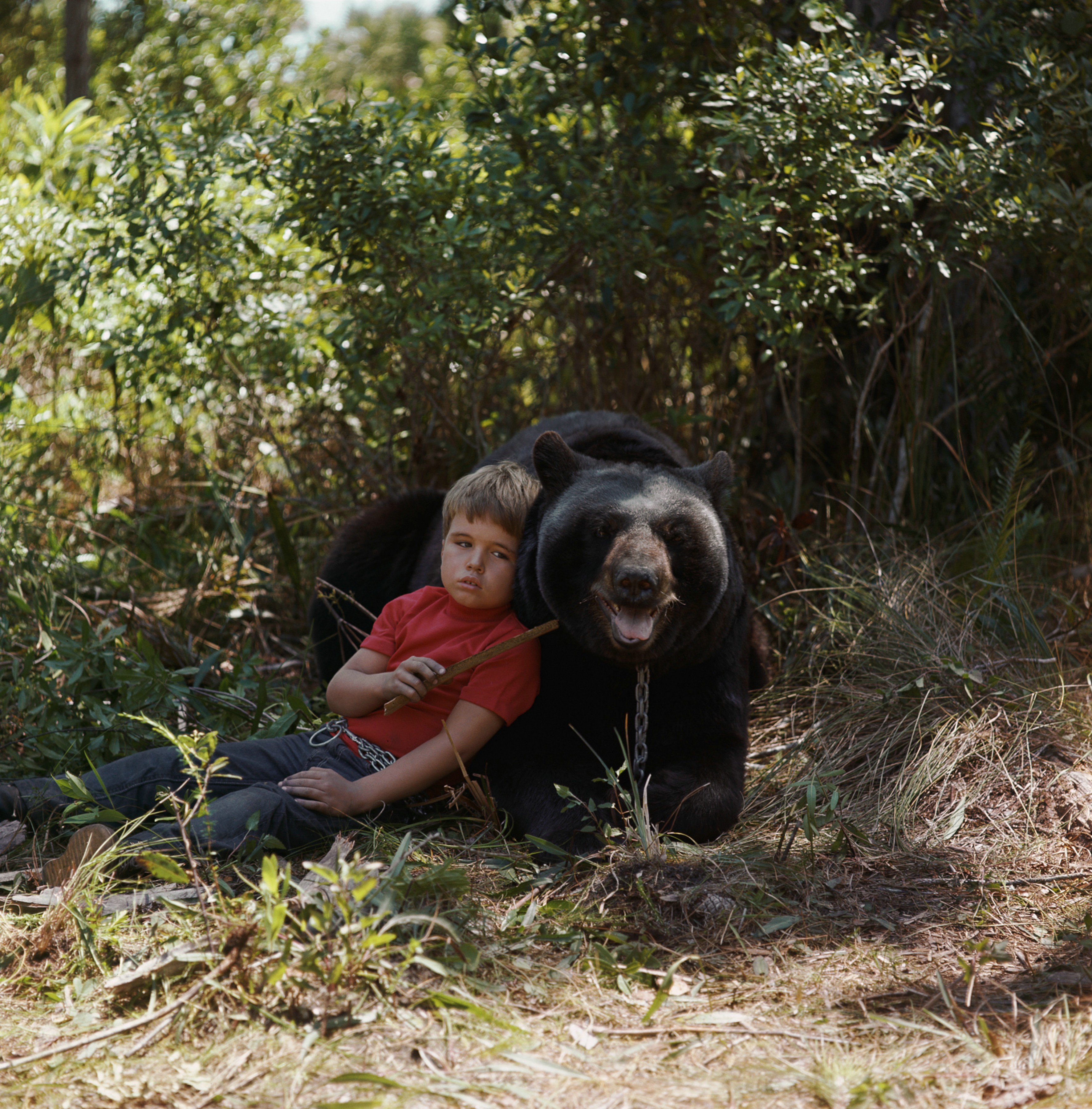 Clint Howard and Bruno the Bear in Gentle Ben (1967)