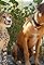 Cheetah Cub, Puppy Love's primary photo