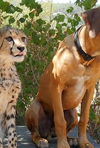 Primary photo for Cheetah Cub, Puppy Love