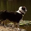 Patch 'The Wonder' Dog in Rogue (2007)