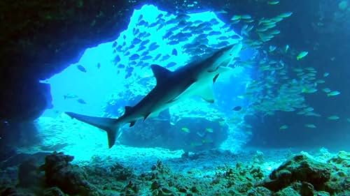 Nature: Sharks of Hawaii