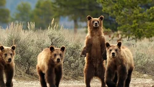 Nature: Born in the Rockies: Growing Up