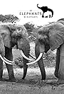 Let Elephants Be Elephants (2014)